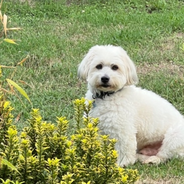 Foto dell'alloggio