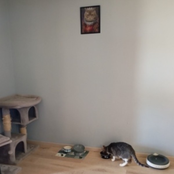 Foto dell'alloggio