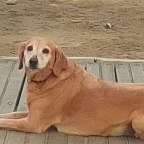 Foto dell'alloggio