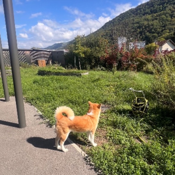 Foto dell'alloggio
