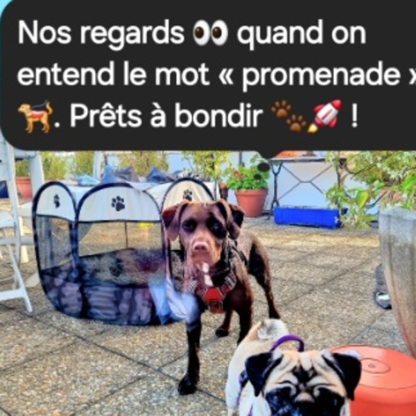Foto dell'alloggio