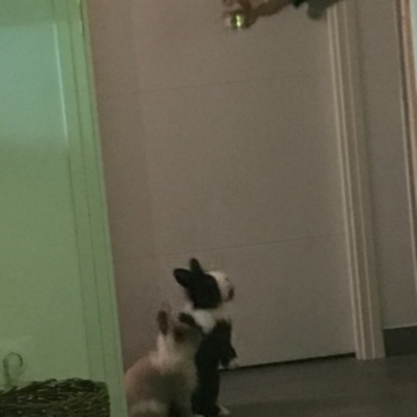 Foto dell'alloggio
