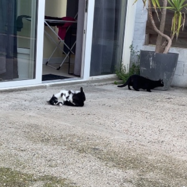 Foto dell'alloggio