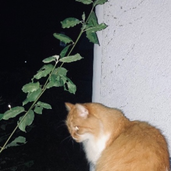 Foto dell'alloggio