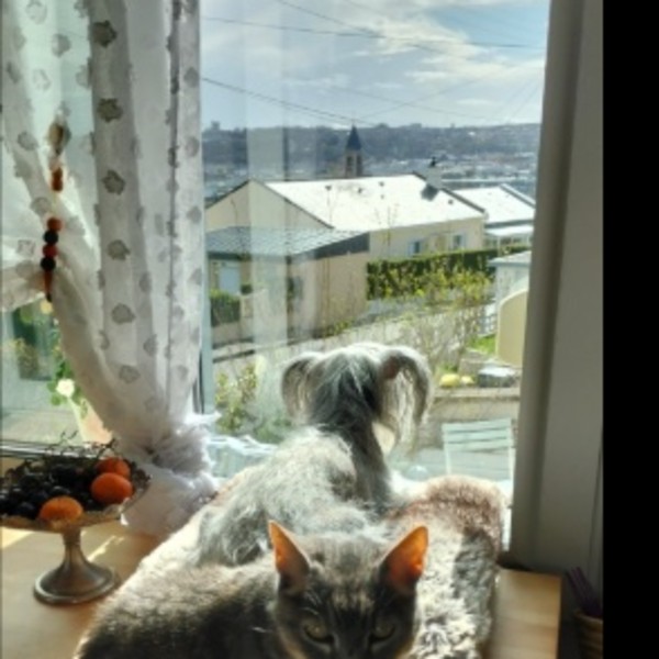 Foto dell'alloggio