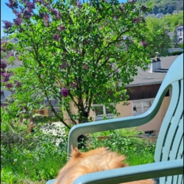 Foto dell'alloggio