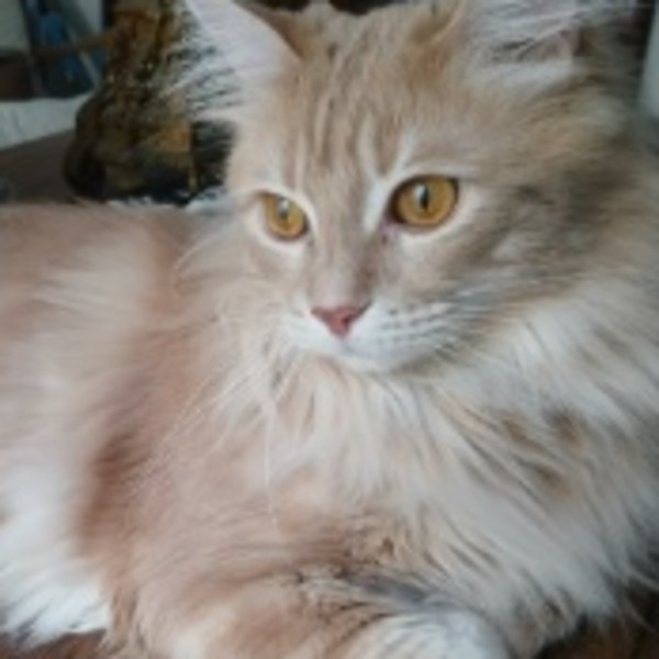 Foto dell'alloggio