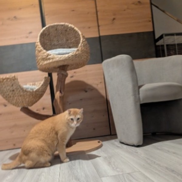Foto dell'alloggio