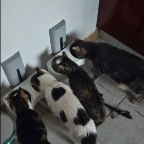 Foto dell'alloggio