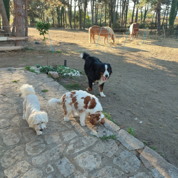 Foto dell'alloggio