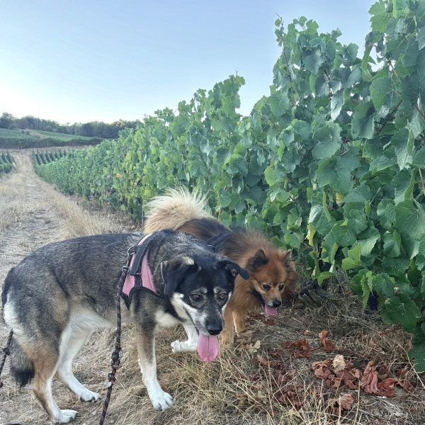 Foto dell'alloggio