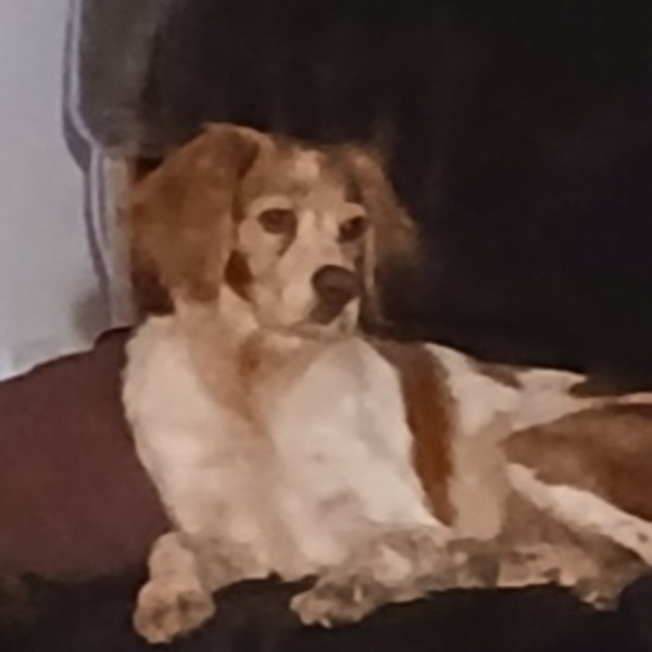 Foto dell'alloggio