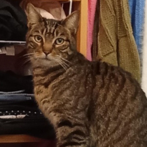 Foto dell'alloggio