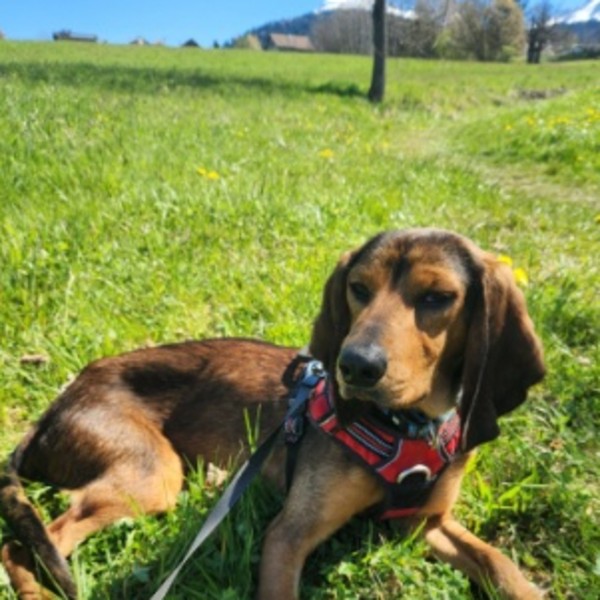 Foto dell'alloggio
