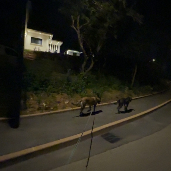 Foto dell'alloggio