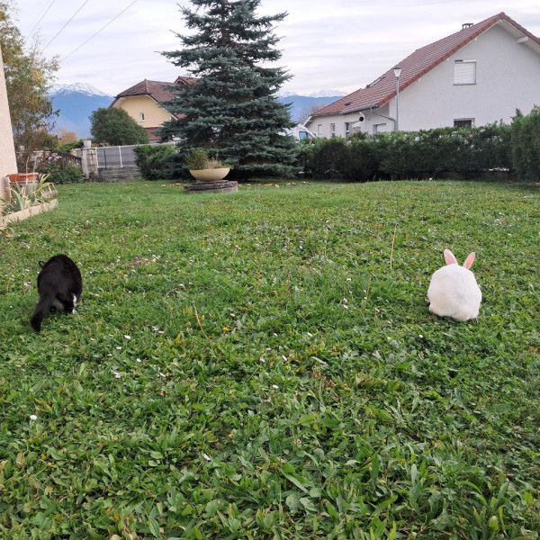 Foto dell'alloggio