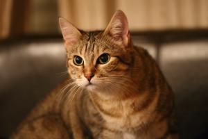 Camille