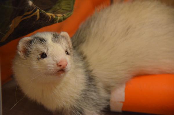 Elodie