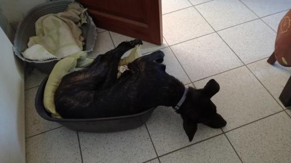 Maryse