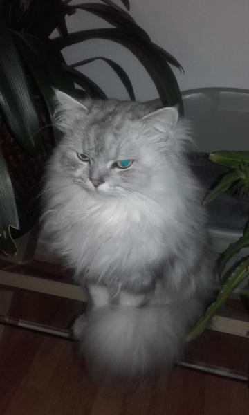 liliane