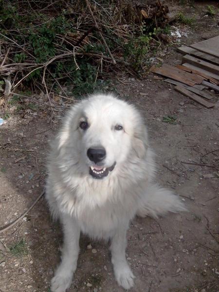 Magali
