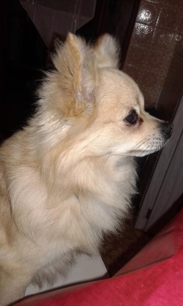 SOPHIE