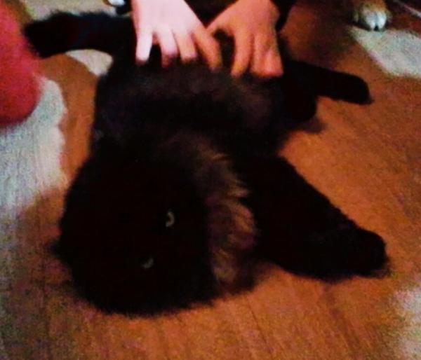 Sylvie