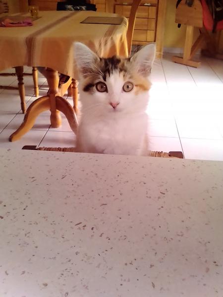 MIRELLA