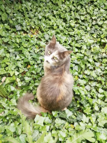 Margaux