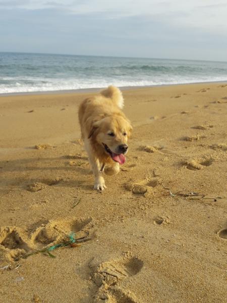 Isabelle