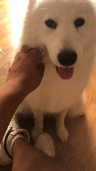 Mirko
