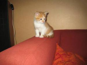 camille