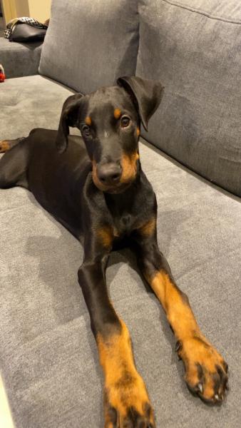 Audrey