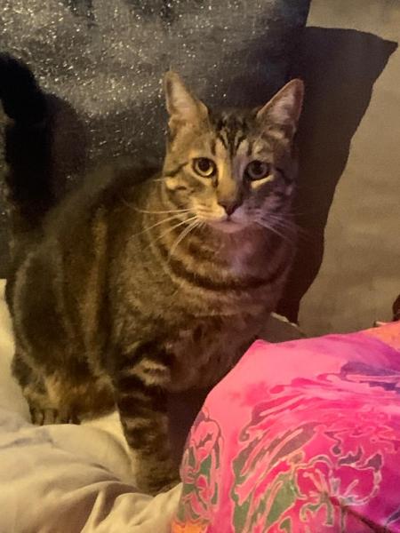 stella