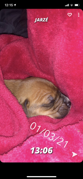 Owen