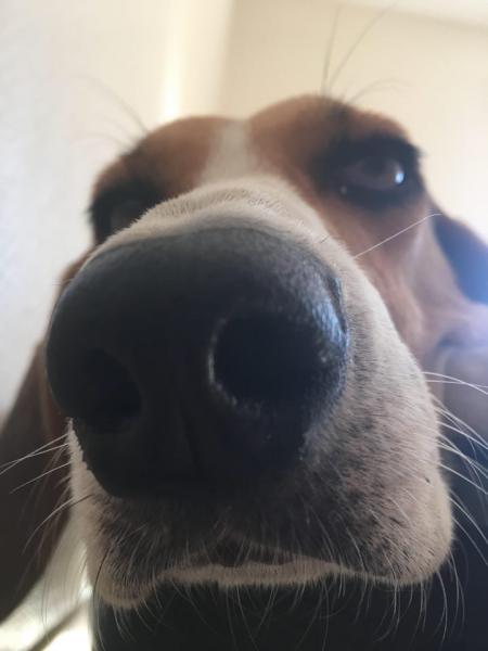 Elodie