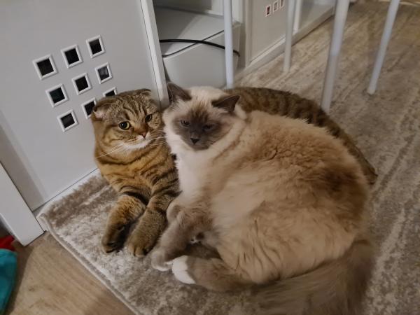 Valentin