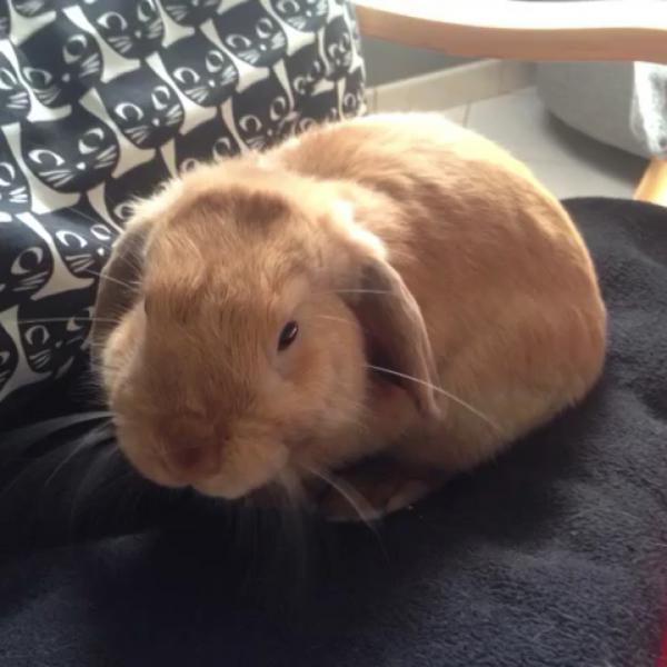 ELODIE