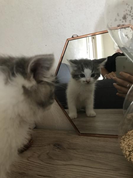 Mélissa