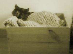 delphine