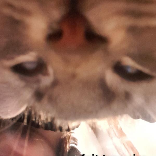 Lolita