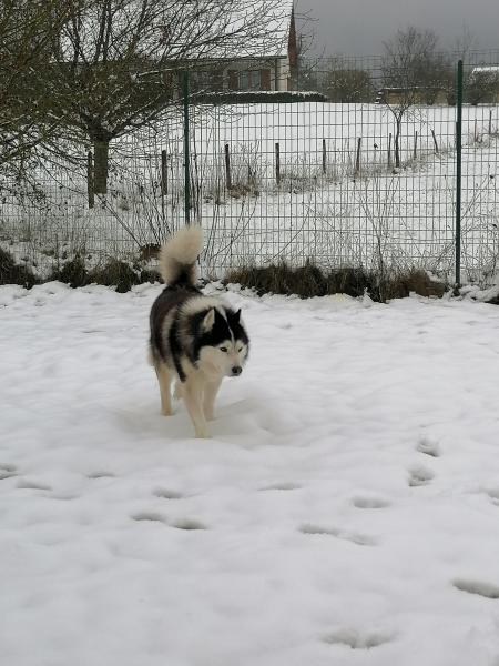 Ayse