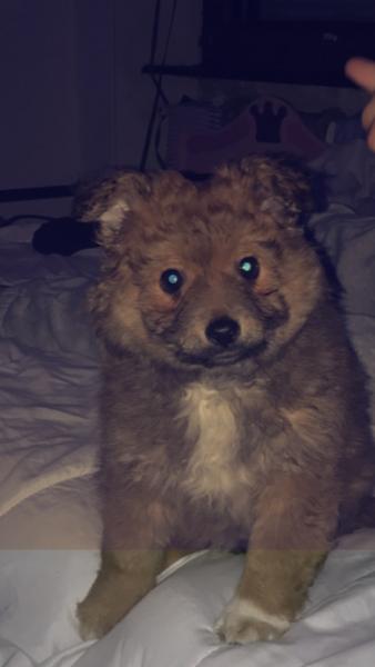 Sophie