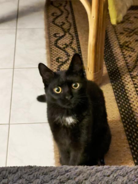 Simon