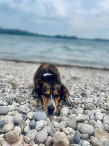 Enzo