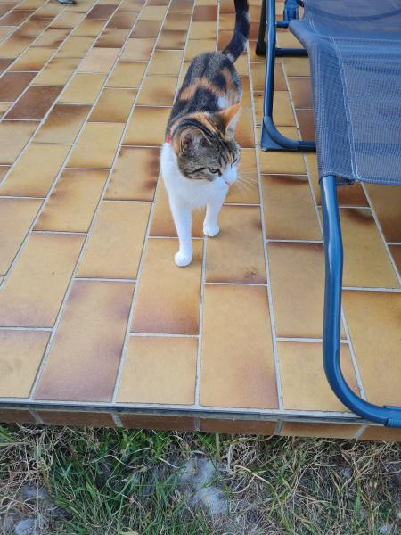 Aurelia