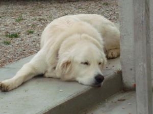Lucy