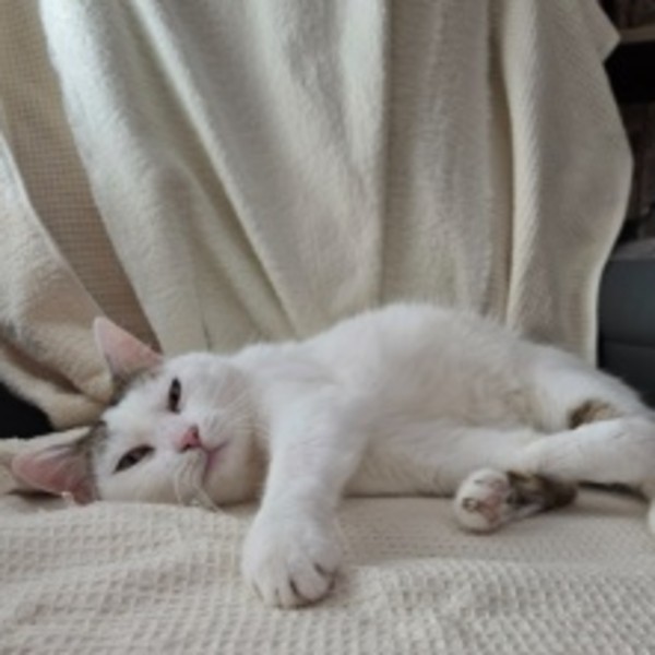 Elodie