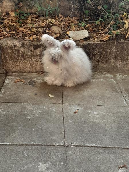 Hugo