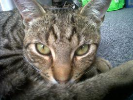 Romy